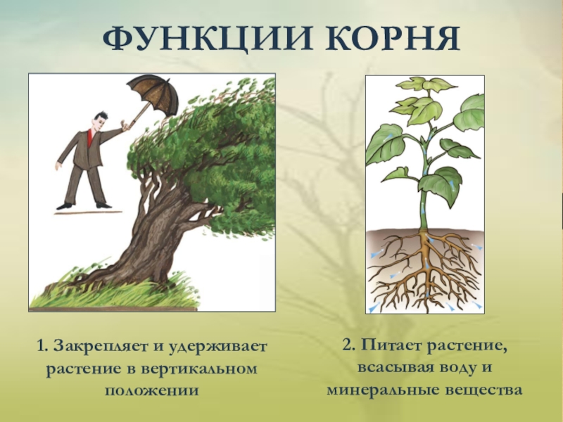 Какие функции выполняют корни растений 6 класс. Функции корня. Основные функции корня. Корень функции корня.