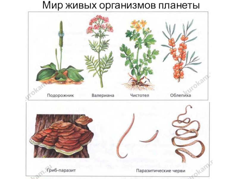 Презентация царства живых организмов 5 класс биология