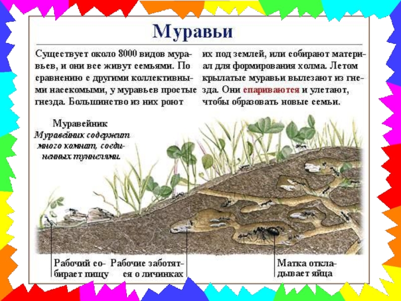 Иерархия муравьев схема в муравейнике