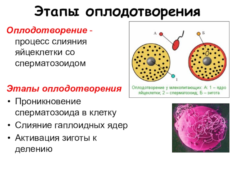 Презентация биология оплодотворение 10 класс биология