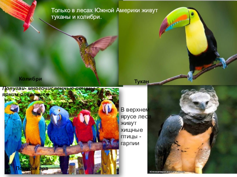 Стих про тукана. Попугай Колибри. Загадка про тукана. Тука попугай Южной Америки. Загадка про тукана для детей.