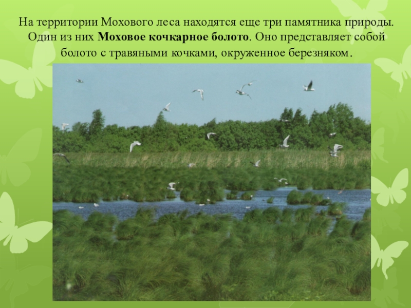 Памятник природы окружающий мир 3 класс. Моховое болото на карте. Кочкарное болото сообщение. Моховое болото Саратовская область на карте. Памятник природы «Моховое болото» карта.