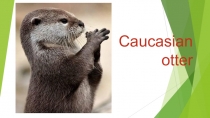 Презентация по английскому языку  Животный мир Кавказа