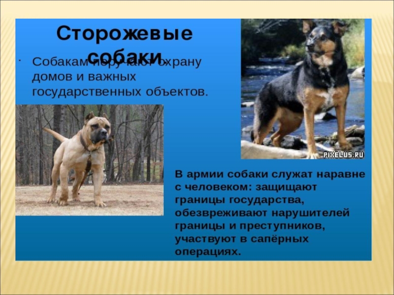 Презентация про собак 2 класс. Служебные собаки для дошкольников. Служебные собаки окружающий мир. Породы собак презентация для дошкольников. Служебные собаки презентация.