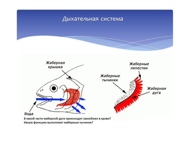 Схема дыхательная система рыб - 97 фото