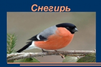 Снегирь