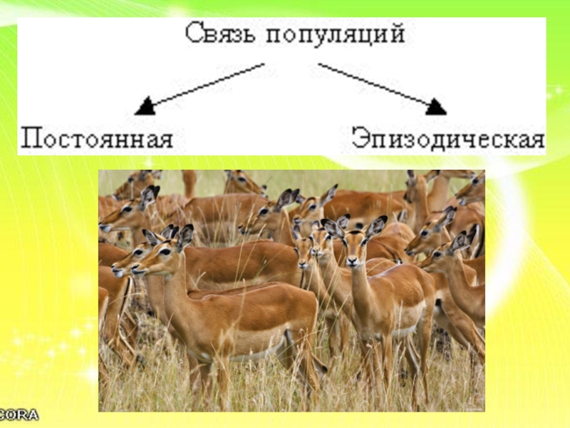 Структура популяций презентация 9 класс пасечник линия жизни