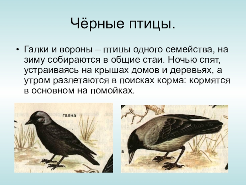 Текст сравнение птиц размер и цвет. Птица Галка и ворона. Описание вороны. Информация о Галке. Галки и вороны.
