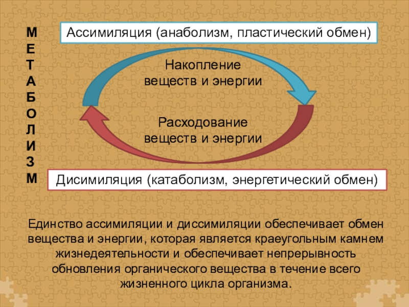 Ассимиляция и диссимиляция метаболизм 9 класс презентация