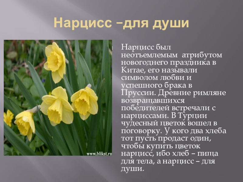 Нарцисс растение значение