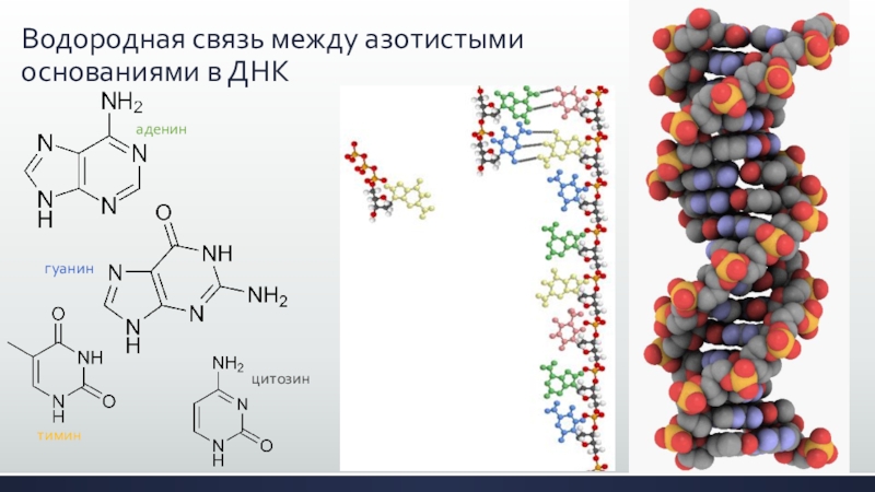 Водородные связи в днк. Водородные связи между основаниями в ДНК. Водородные связи между азотистыми основаниями. Образование связей между основаниями ДНК. Связи между азотистыми основаниями в ДНК.