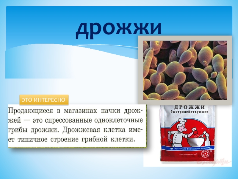 Дрожжи что это. Дрожжи. Презентация по теме дрожжи. Дрожжи биология 6 класс. Дрожжи 7 класс биология.