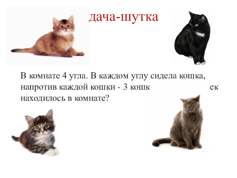 На каждом углу. Задача про кошек. Задача про кошек в углах. Задачка про кошек в углах. Логическая задача про кошек в углах.