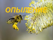 Презентация по биологии на тему Опыление (6 класс)