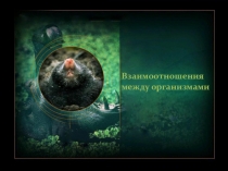 Экологические взаимоотношения между организмами