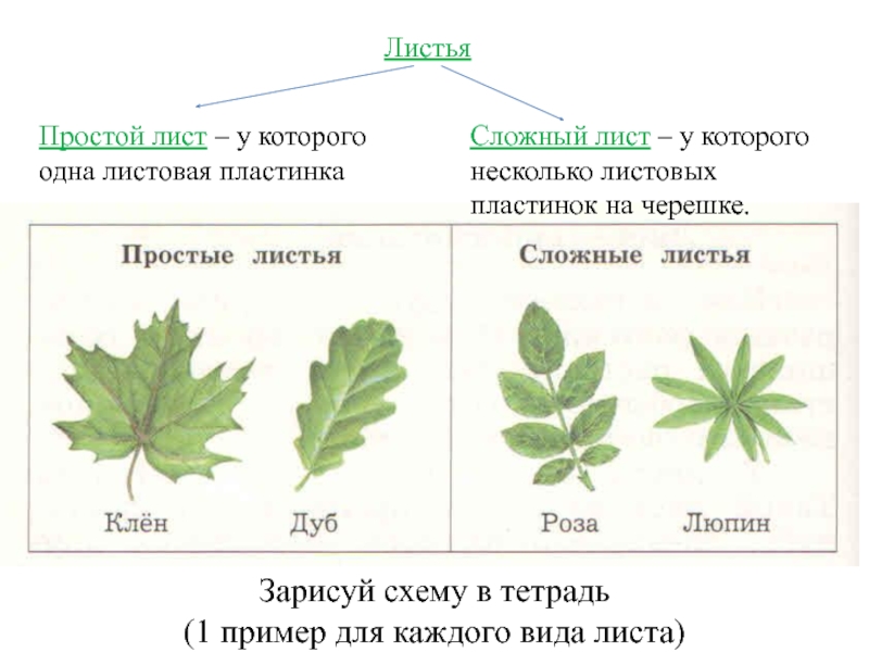 Простые листья могут быть. Клен простой или сложный лист. Простые и сложные листья. Простой и сложный шист. Разнообразие сложных листьев.