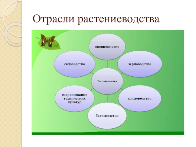 Проект по растениеводству 8 класс