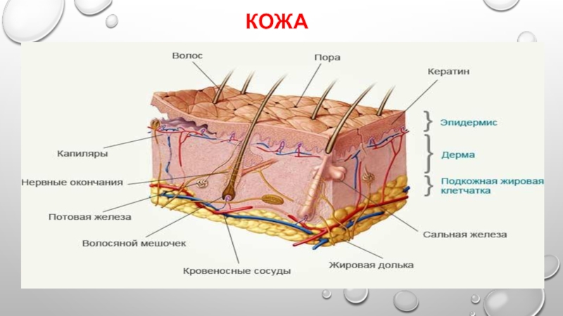 Свойства кожи человека