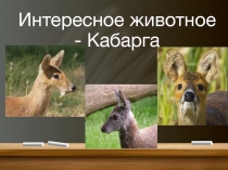 Презентация по окружающему миру на тему Интересные животные России 3 класс