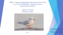 Проект информационный по экологии  Розовые чайки