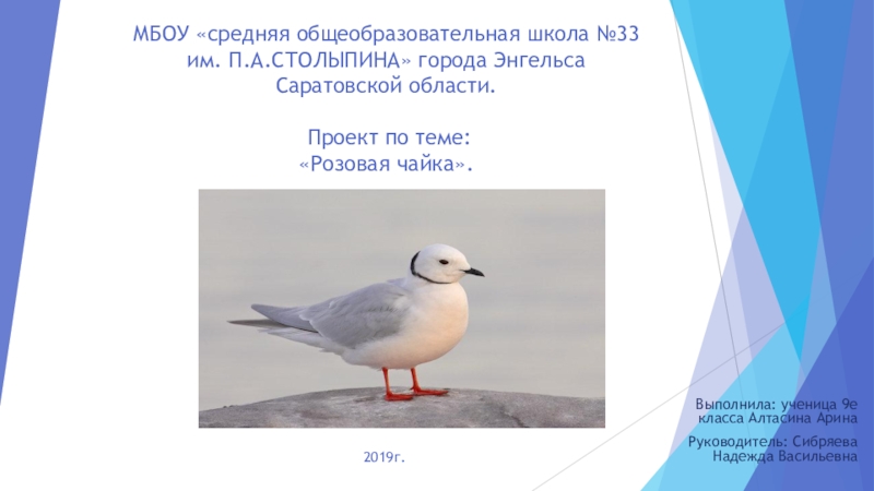 Презентация Проект информационный по экологии  Розовые чайки
