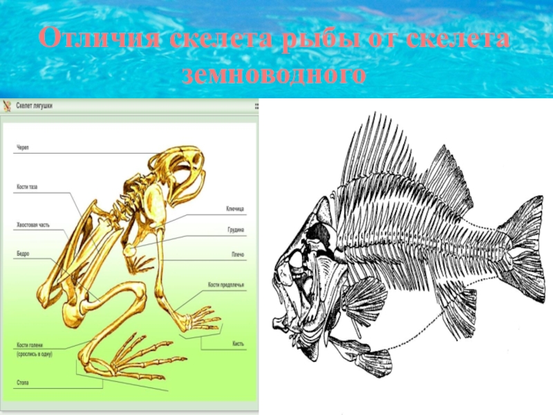 Отличия скелета. Скелет земноводных и рыб. Сходство скелета земноводных и рыбы. Сравнение скелета рыб и амфибий. Сравните скелет рыб и земноводных.