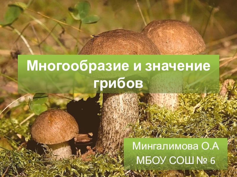 Многообразие и значение грибов 5 класс презентация. Многообразие и значение грибов. Значение грибов. Сообщение многообразие и значение грибов. Многообразие и значение грибов 5 класс.