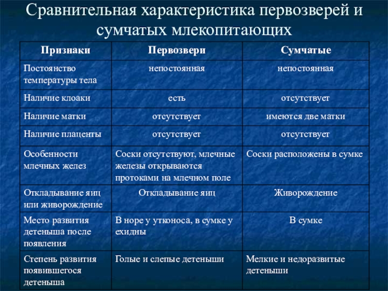 Первозвери и сумчатые презентация