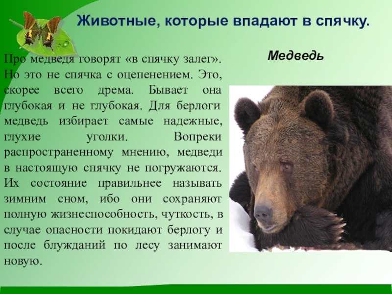 почему медведь животное. почему животные в подают в спячку. медведь шатун зимой. бурый медведь различия самки и самца. медведь запасается на зиму.