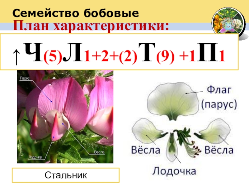 План характеристики:2. Строение и формула цветка↑ Ч(5)Л1+2+(2)Т(9) +1П1СтальникСемейство бобовые
