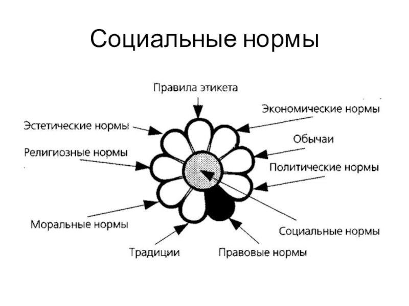 Социальные нормы картинки