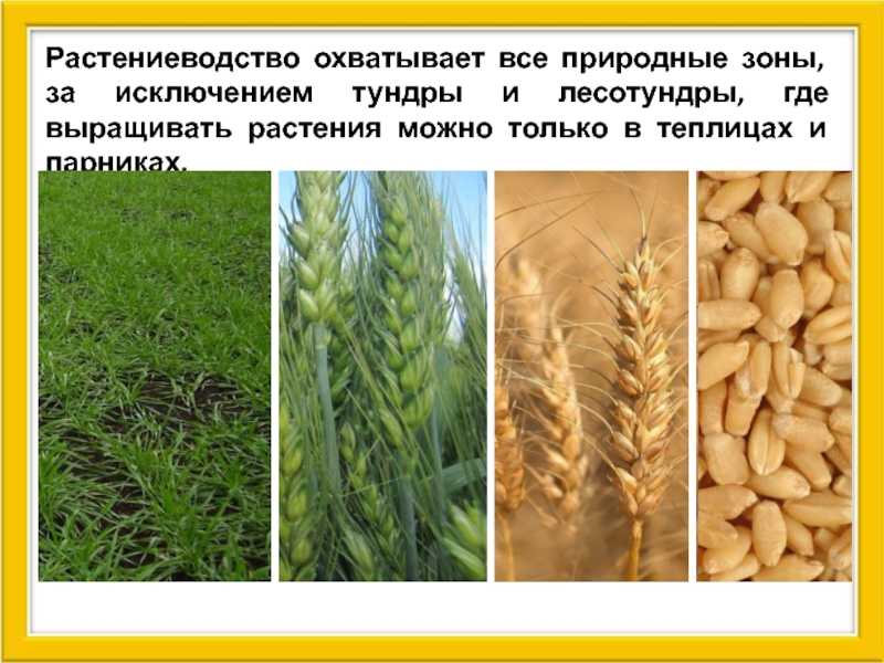 Реферат: Пшеница понятие и условия выращивания