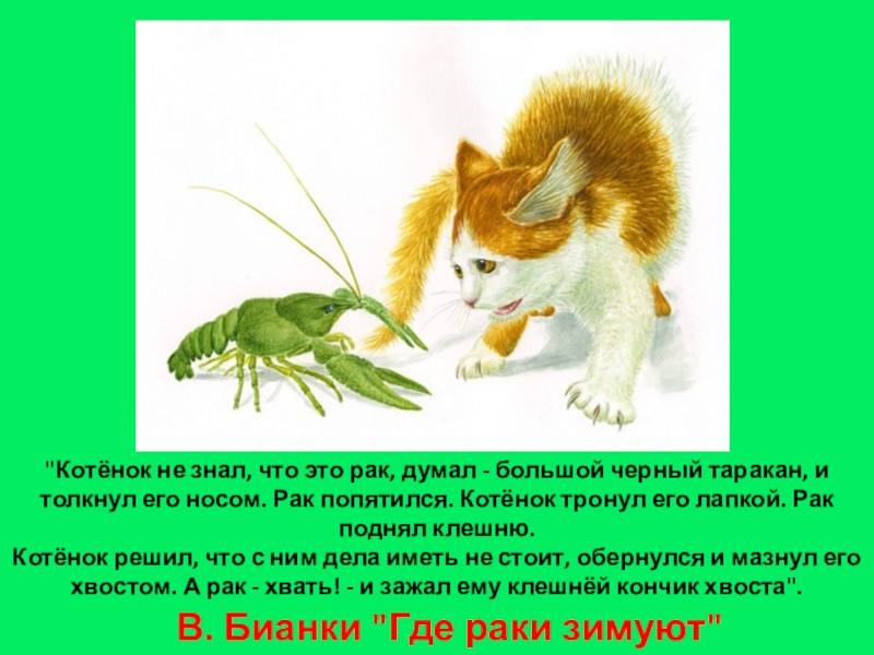 Рак нос руки кот рассказ. Викторина по произведениям Бианки. В.Бианки котенок. Рассказ со словами рак, нос, руки. Викторина по рассказу котенок.