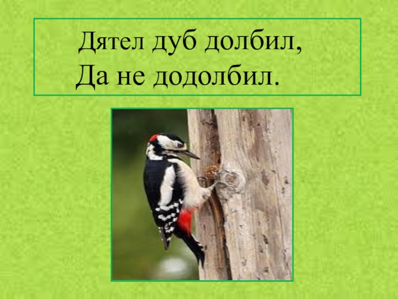 Дятел дуб. Дятел дятел дуб долбит. Дятел дуб долбил. Скороговорка про дятла. Скороговорка про дятла и дуб.