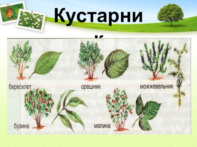 Кустарники картинки для детей дошкольного возраста