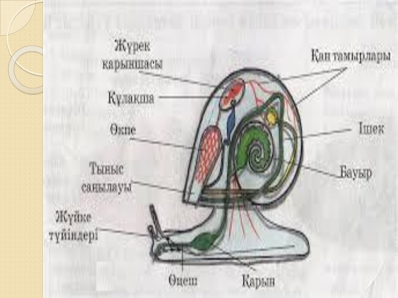 Автомобиль құрылысы кітап