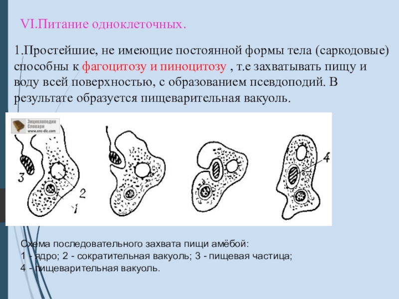 Простейшие имеют. Питание простейших одноклеточных. Питание одноклеточных организмов. Простейшие не имеющие постоянной формы тела. Одноклеточные не имеющие постоянной формы тела.