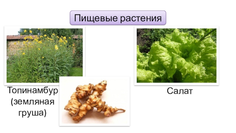 Пищевые растенияТопинамбур (земляная груша)Салат