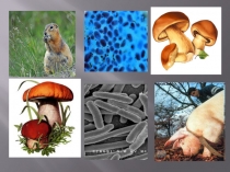 Презентация по окружающему миру на тему  Водоросли