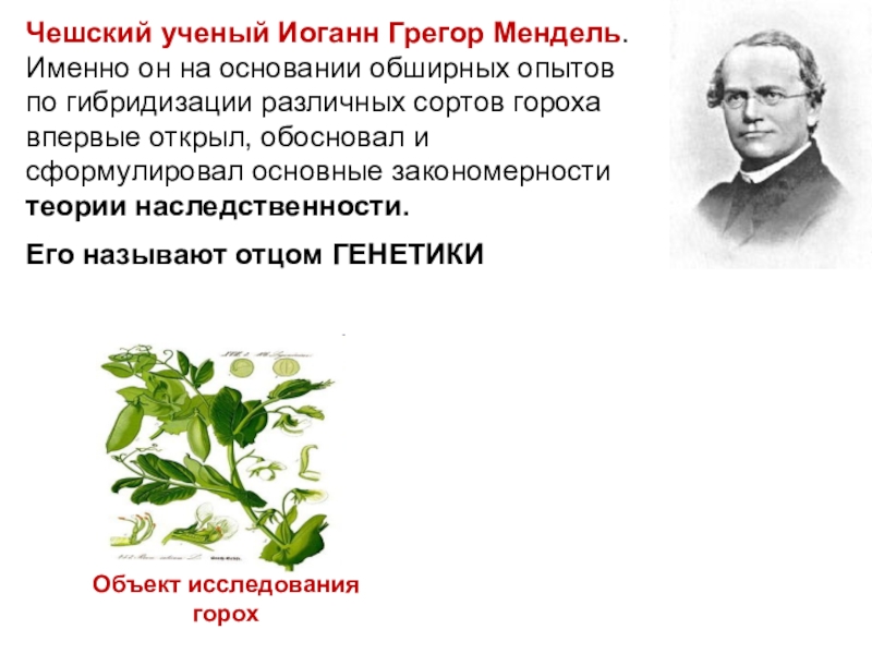 Как назвал г мендель. Мендель Грегор Иоганн опыты. 1857. Грегор Мендель. Горох. Грегор Мендель опыт с горохом. Горох Мендель генетика.