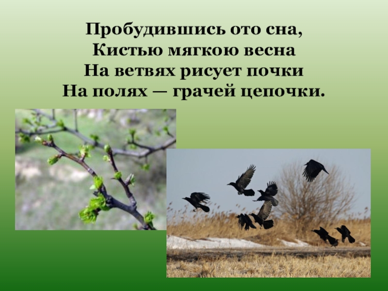 Пробудился ото сна. Пробудившись ото сна кистью мягкою Весна на ветвях. На полях грачей Цепочки. Пробудившись ото сна кистью мягкою Весна на ветвях рисует почки. Презентация на тему Грач.