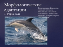 Презентация Адаптации 11 класс