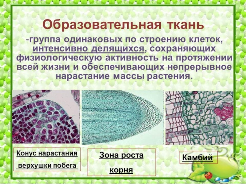 Какой тип растительной ткани представлен на рисунке образовательная покровная проводящая основная