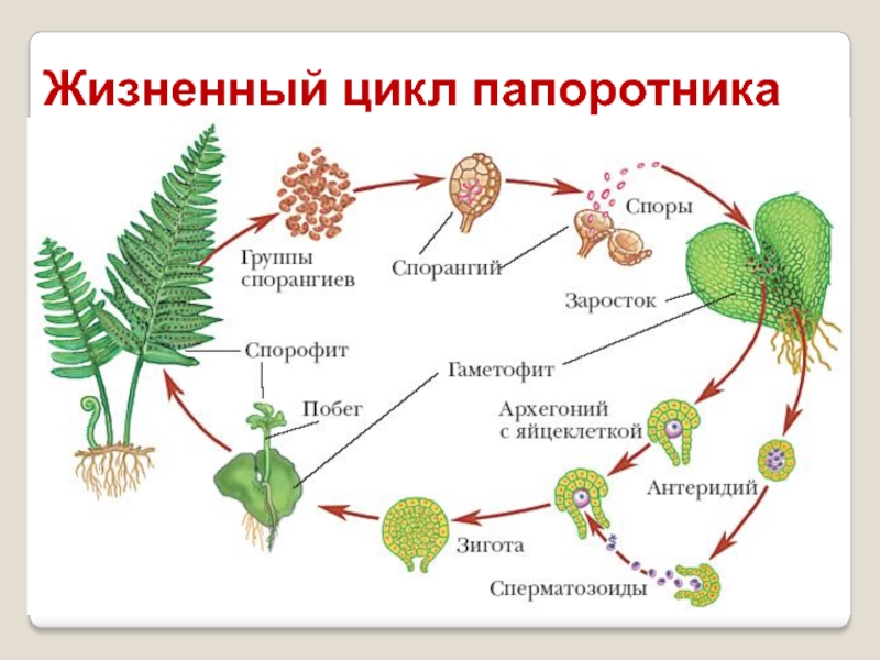 Схема развития папоротника биология