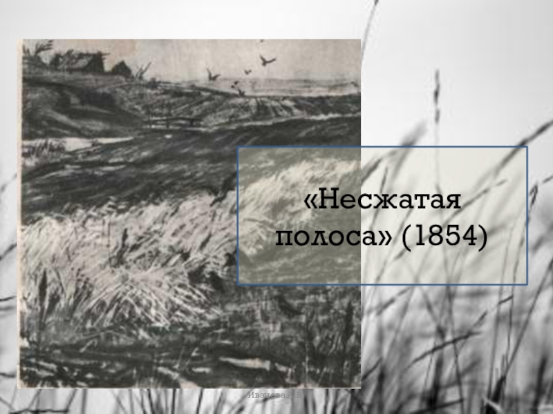 Несжатые изображения. Некрасов Николай Алексеевич Несжатая полоса. Несжатая полоса Некрасов стих. Стихотворение н Некрасова Несжатая полоса. Н.А.Некрасов стихотворение «Несжатая полоса».