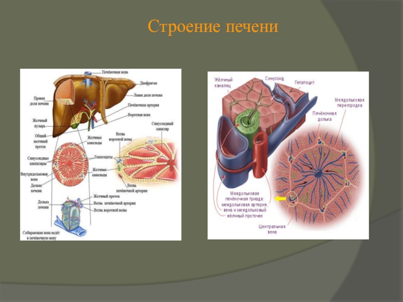 Строение печени картинка