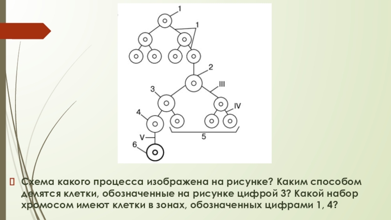 Схема какого природного процесса изображена на рисунке. Схема какого процесса изображена на рисунке. Какой процесс изображен на схеме. Какой процесс изображен на рисунками цифрами 1-4. Какой процесс изображён на рисунке изображена схема.