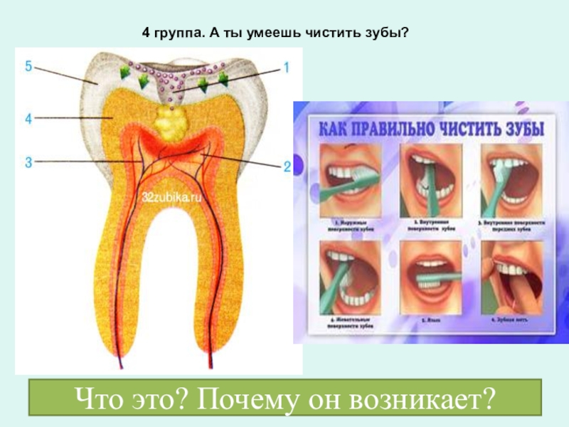 Проект про зубы 8 класс биология