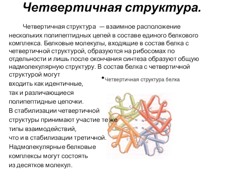 Четвертичную структуру белка имеет