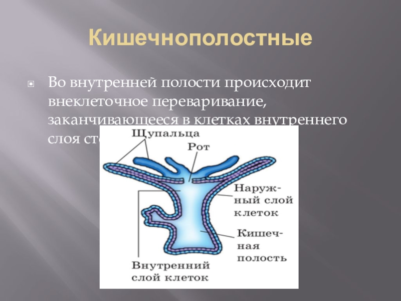 Презентация 7 класс кишечнополостные